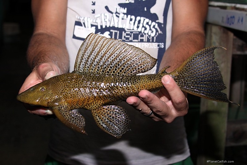 Pterygoplichthys punctatus