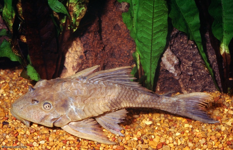 Pterygoplichthys scrophus