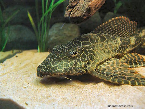 Pterygoplichthys sp. (L164)