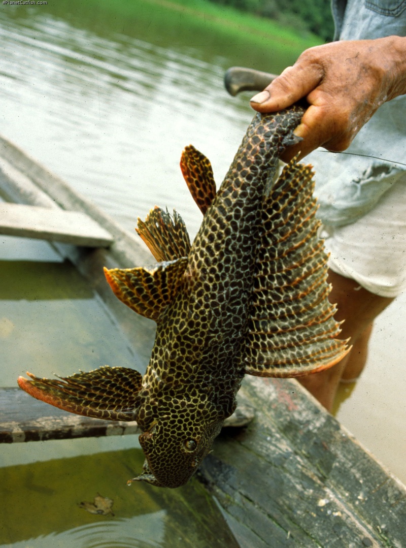 Pterygoplichthys sp. (L164)