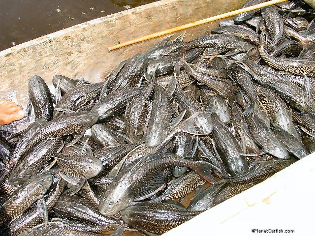 Pterygoplichthys sp. `RIO CALLARU`