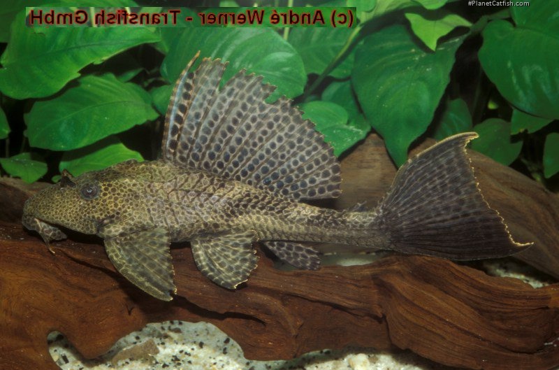 Pterygoplichthys sp. (L347)