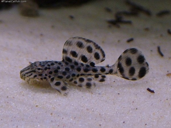 Pterygoplichthys weberi
