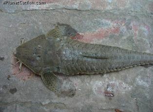 Pyxiloricaria menezesi