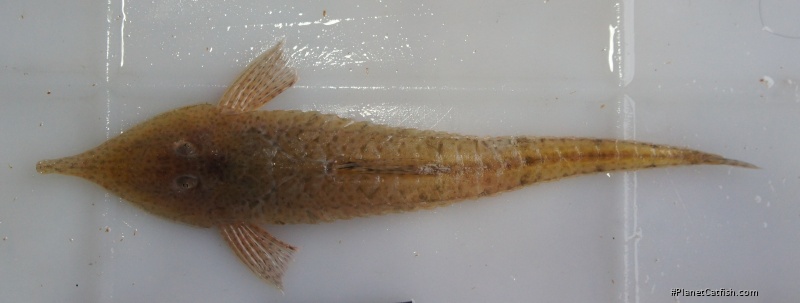 Reganella depressa