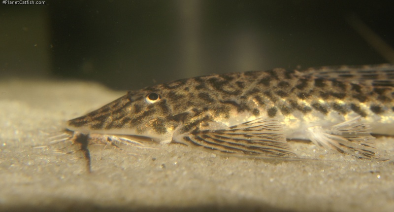 Rhadinoloricaria ommation