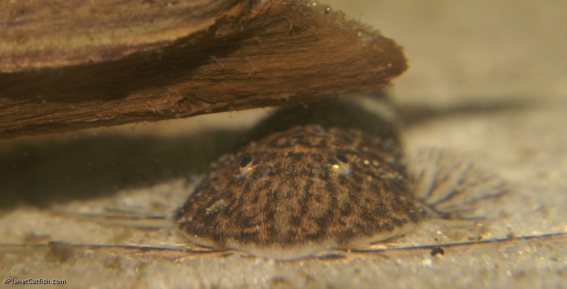 Rhadinoloricaria ommation