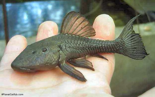 Rhinelepis aspera