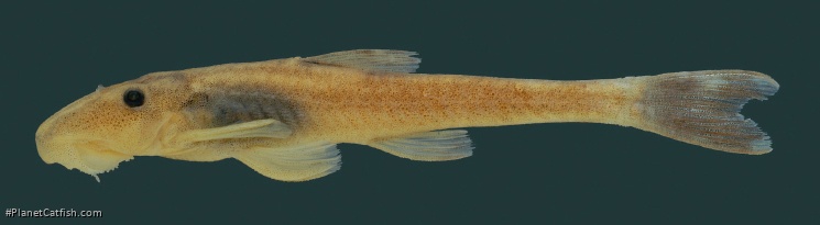 Rhinolekos schaeferi
