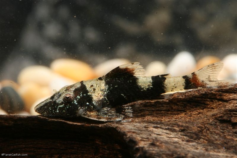 Rhinotocinclus isabelae