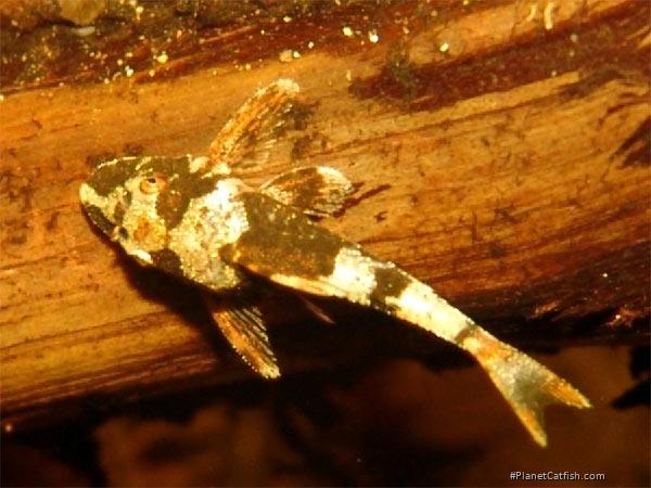 Rhinotocinclus isabelae