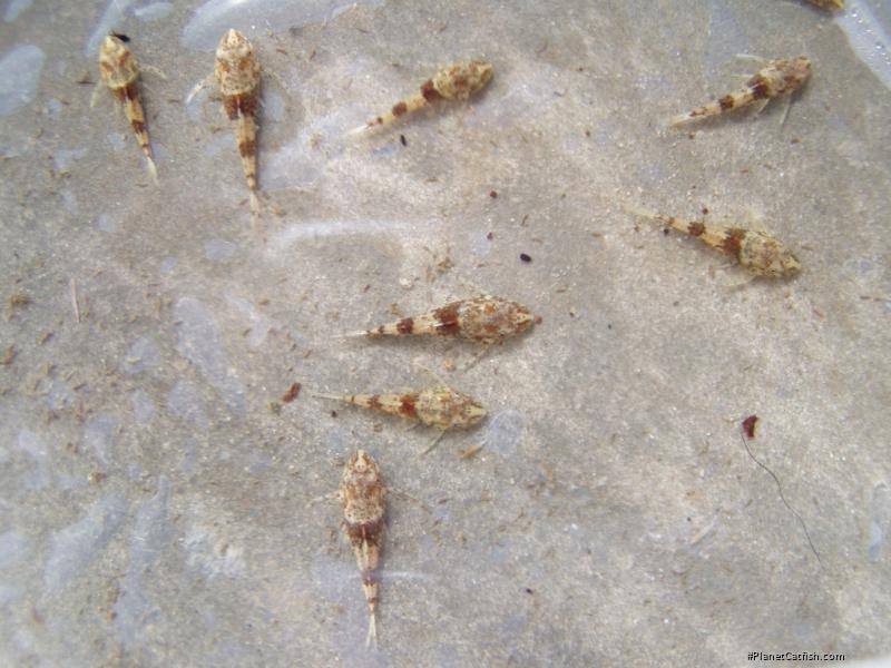 Rhinotocinclus isabelae
