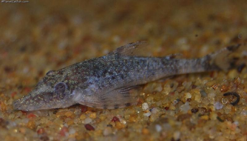 Rhinotocinclus pilosus