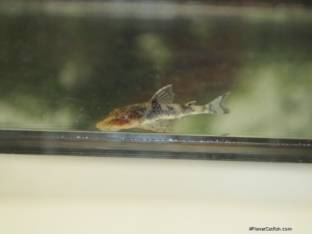 Rhinotocinclus pilosus