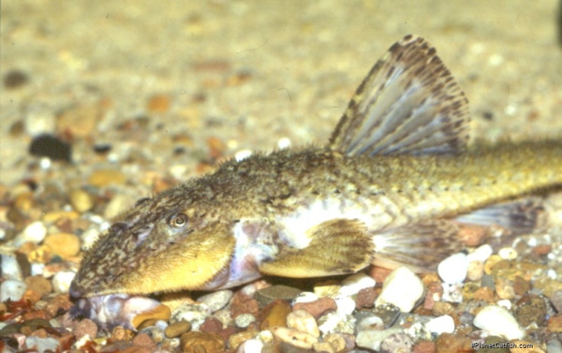 Rineloricaria aff. latirostris