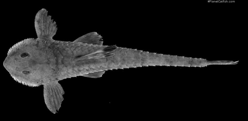 Rineloricaria anhaguapitan