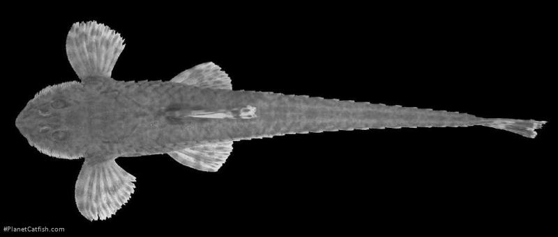 Rineloricaria cadeae