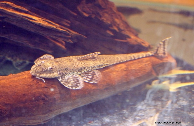 Rineloricaria castroi