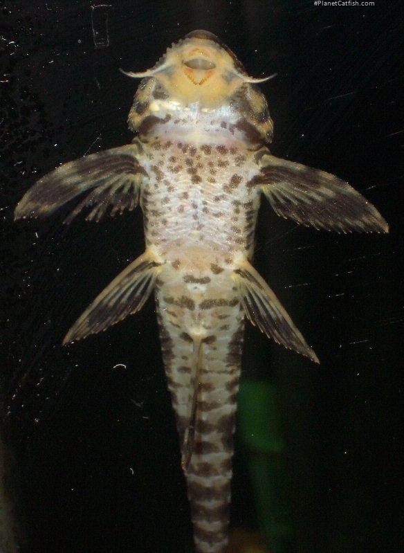 Rineloricaria eigenmanni