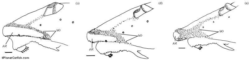 Rineloricaria isaaci