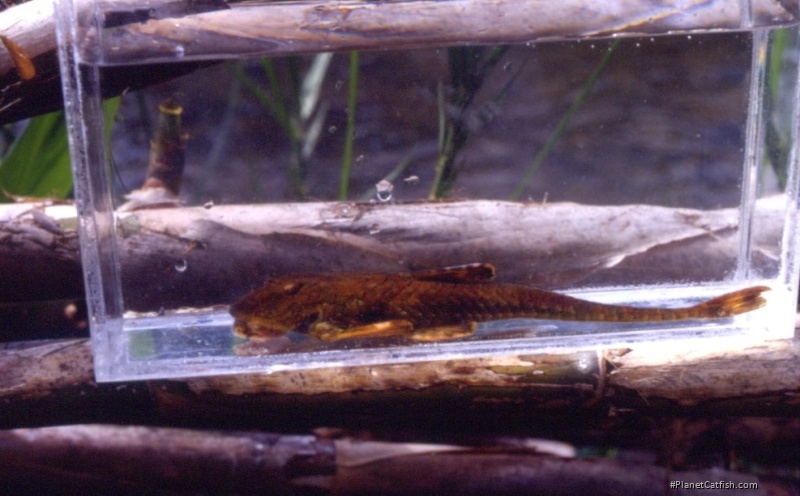 Rineloricaria latirostris