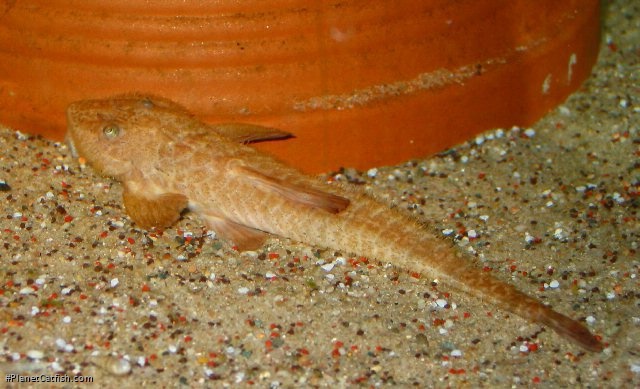 Rineloricaria latirostris