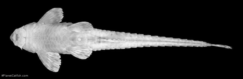 Rineloricaria longicauda