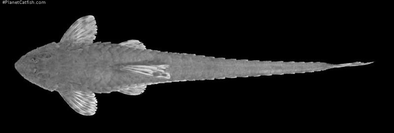 Rineloricaria longicauda