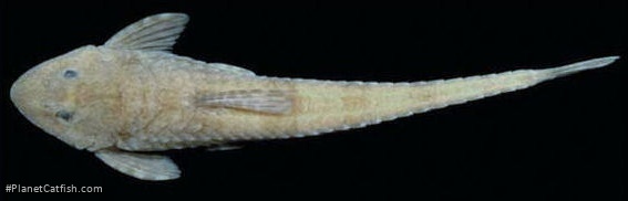 Rineloricaria maacki