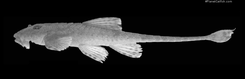 Rineloricaria malabarbai