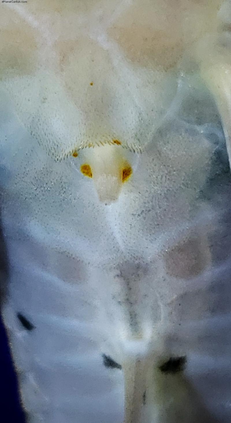 Rineloricaria melini