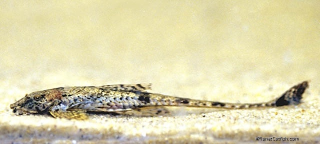 Rineloricaria morrowi