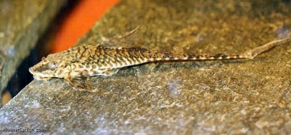 Rineloricaria parva