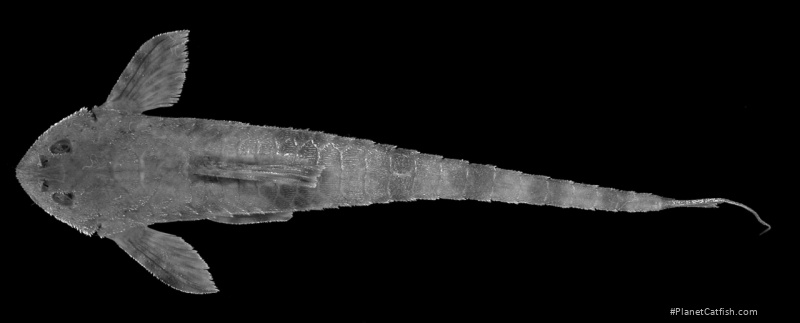 Rineloricaria setepovos