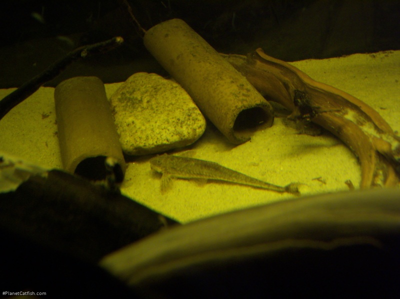 Rineloricaria sp. (1)