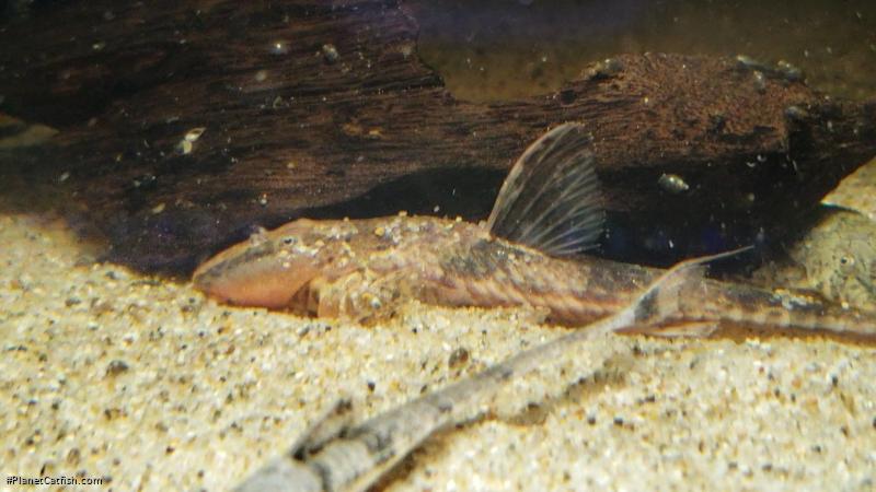 Rineloricaria sp. (5)