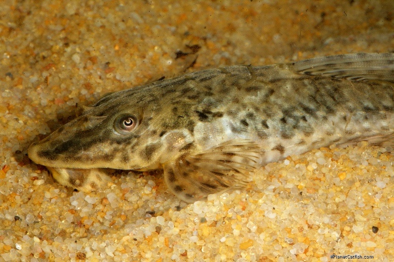 Rineloricaria sp. (7)