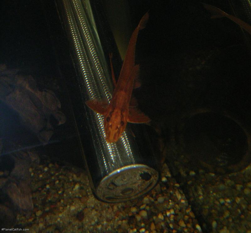 Rineloricaria sp. (L010A)