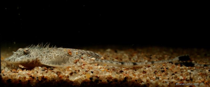 Rineloricaria sp. `BARCELOS`