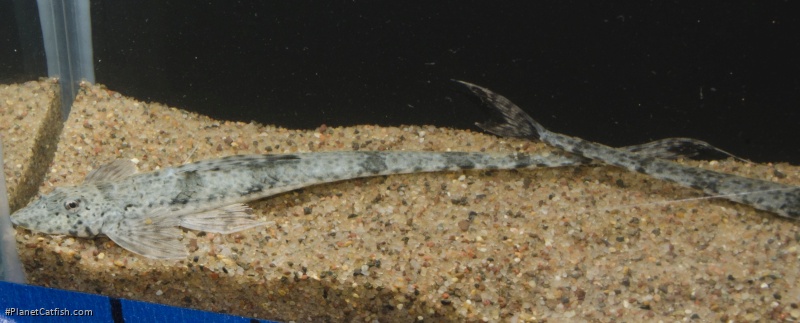 Rineloricaria sp. `PUERTO AYACUCHO`