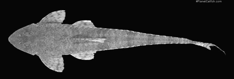 Rineloricaria strigilata