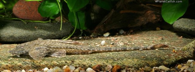 Rineloricaria teffeana