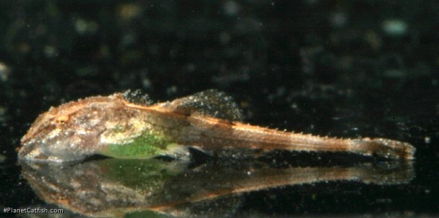 Rineloricaria teffeana