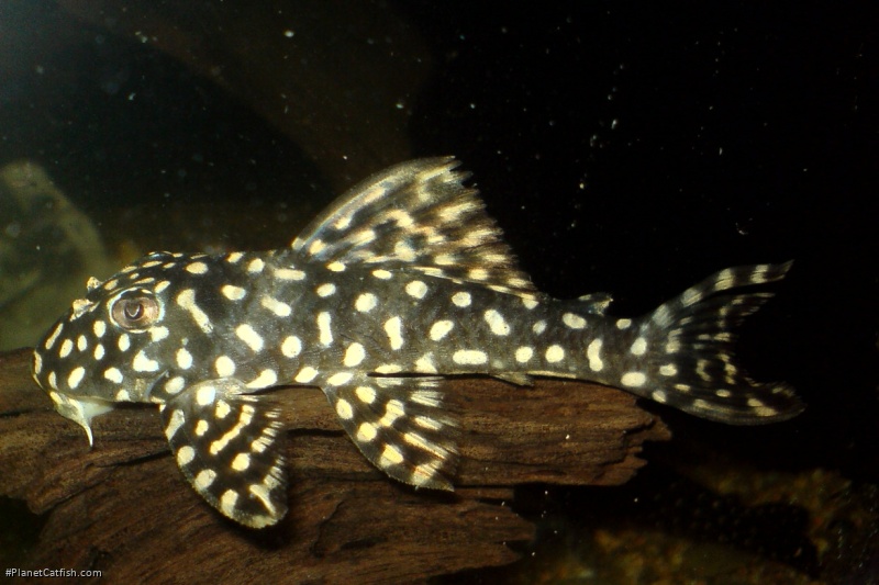 Scobinancistrus cf. pariolispos