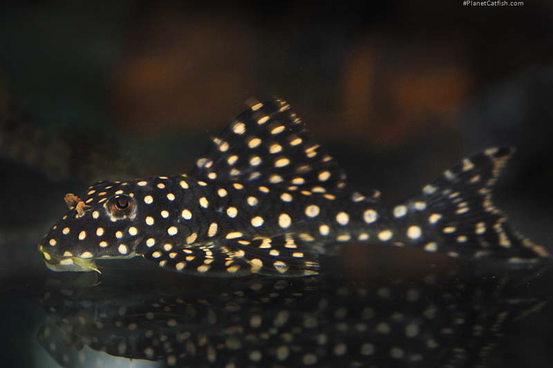 Scobinancistrus cf. pariolispos