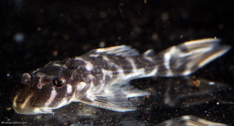 Scobinancistrus raonii