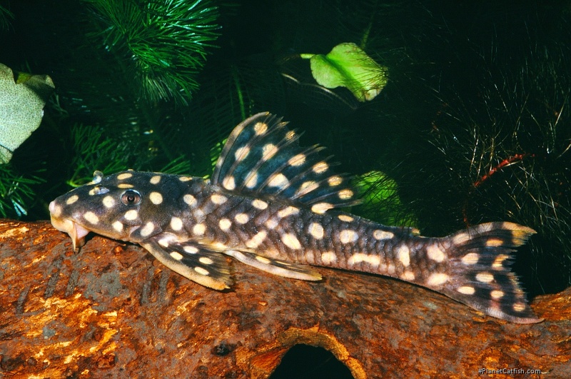 Scobinancistrus raonii