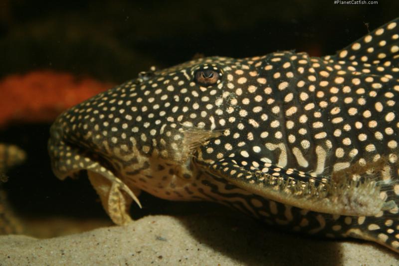 Scobinancistrus sp. (L253)