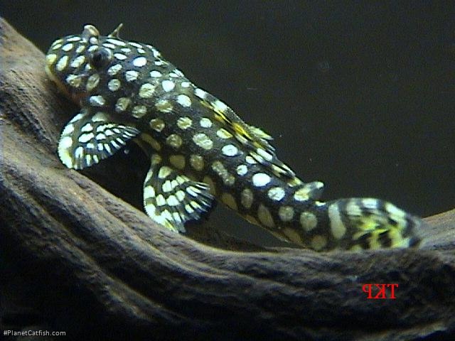 Scobinancistrus sp. (L253)