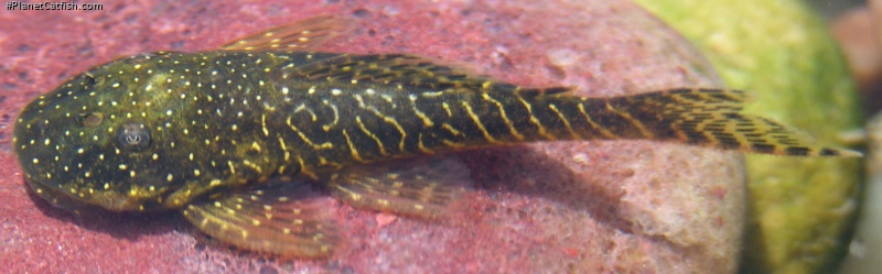 Soromonichthys stearleyi